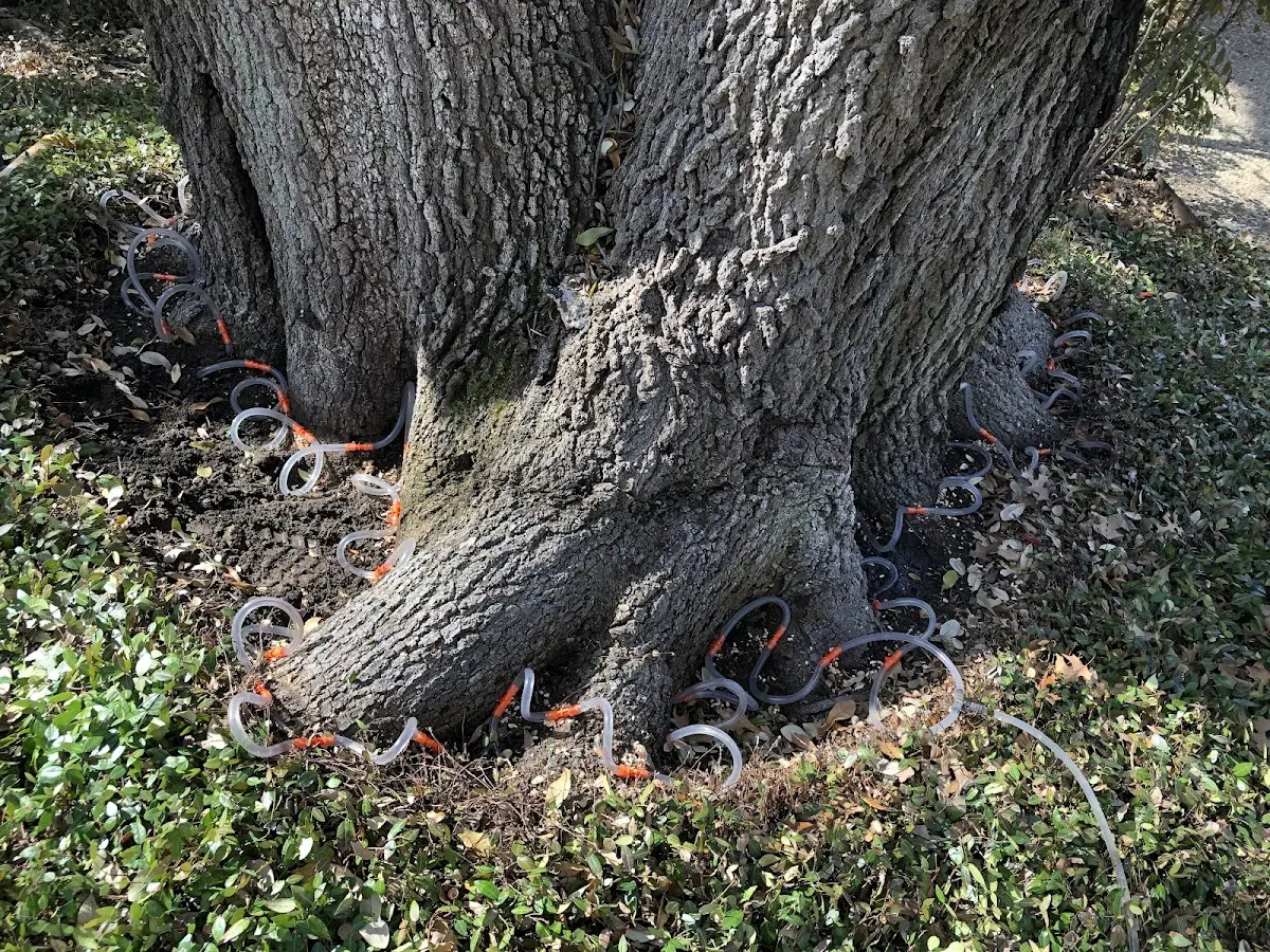 Detailed Tree Cabling and Bracing job site in Box Springs