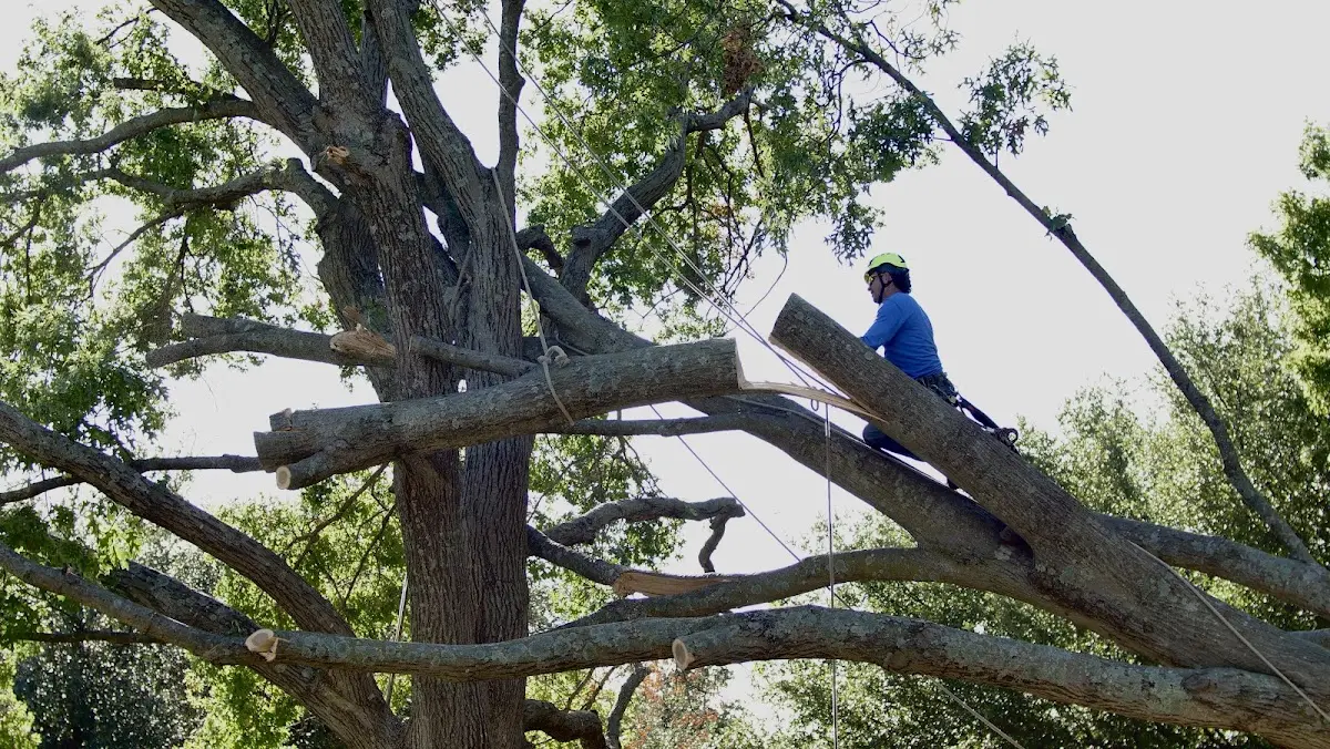 Professional Hazardous Tree Removal performed by certified arborists in Box Springs