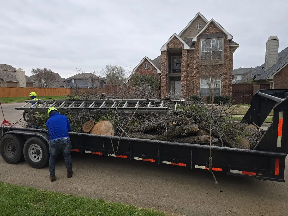 Expert Tree Pest Control with proper safety equipment in Box Springs